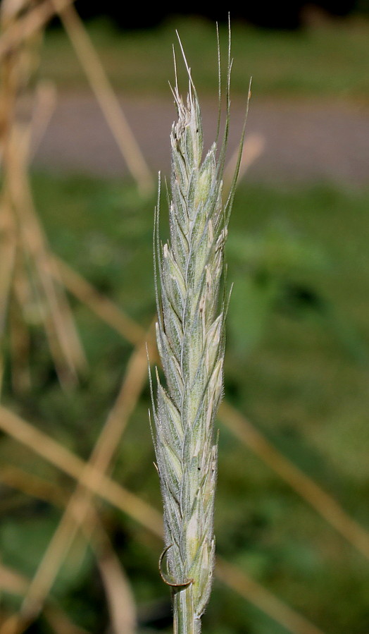 Image of &times; Triticosecale rimpaui specimen.