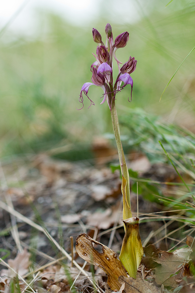 Изображение особи Himantoglossum comperianum.