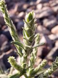 Corispermum orientale