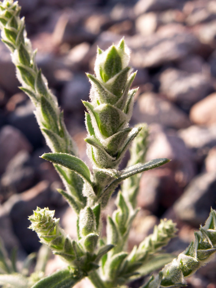 Image of Corispermum orientale specimen.