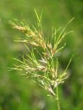 Poa bulbosa ssp. vivipara