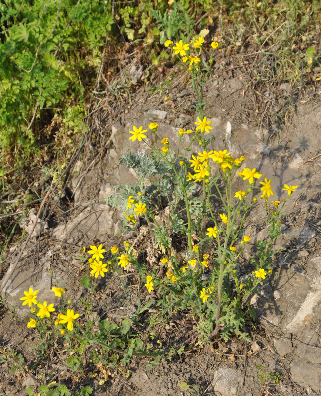 Изображение особи Senecio vernalis.