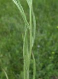 Centaurea cyanus. Часть побега. Белгородская обл., Губкинский р-н, запов. \"Белогорье\", участок \"Ямская степь\". 15 июня 2009 г.