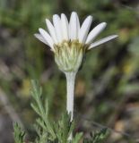 Asteraceae