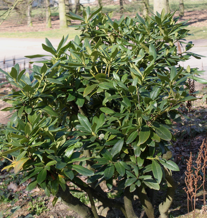 Image of Rhododendron catawbiense specimen.