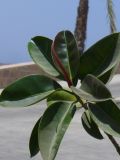 Ficus elastica. Верхушка молодого растения. Египет, окр. Марса-Алама, в культуре. 26 апреля 2010 г.