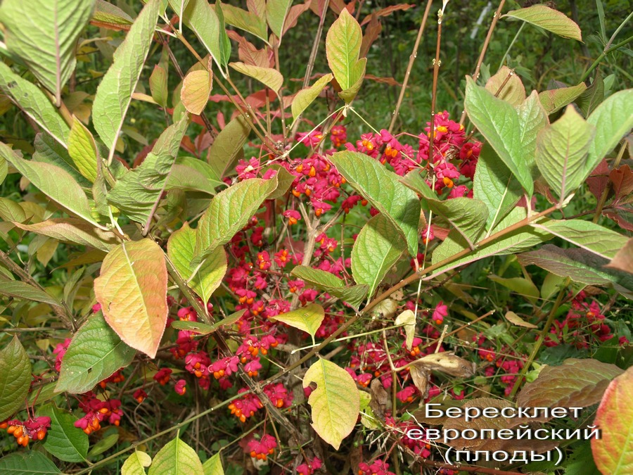 Изображение особи Euonymus europaeus.