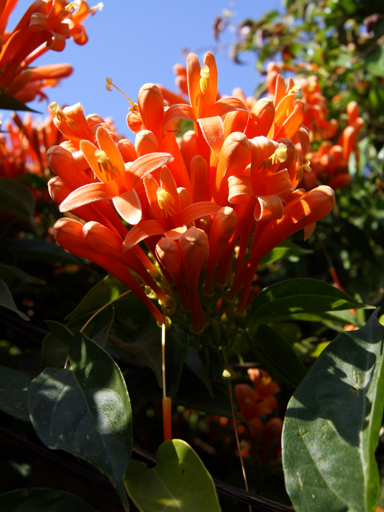 Изображение особи Pyrostegia venusta.
