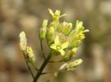 Camelina microcarpa