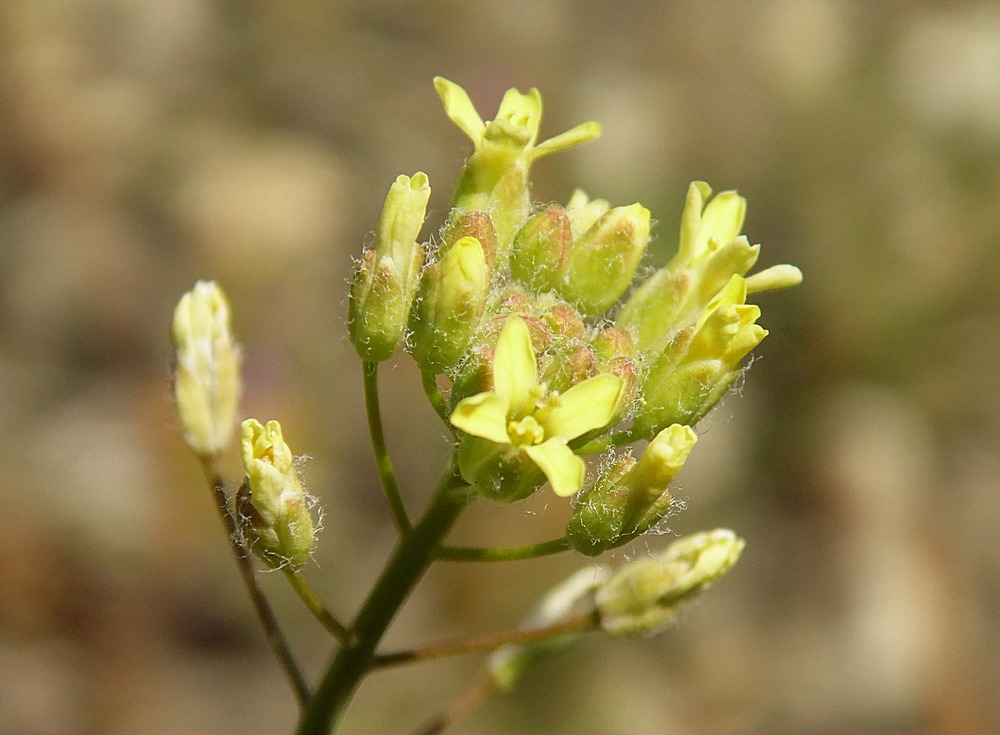 Image of Camelina microcarpa specimen.