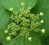 род Viburnum