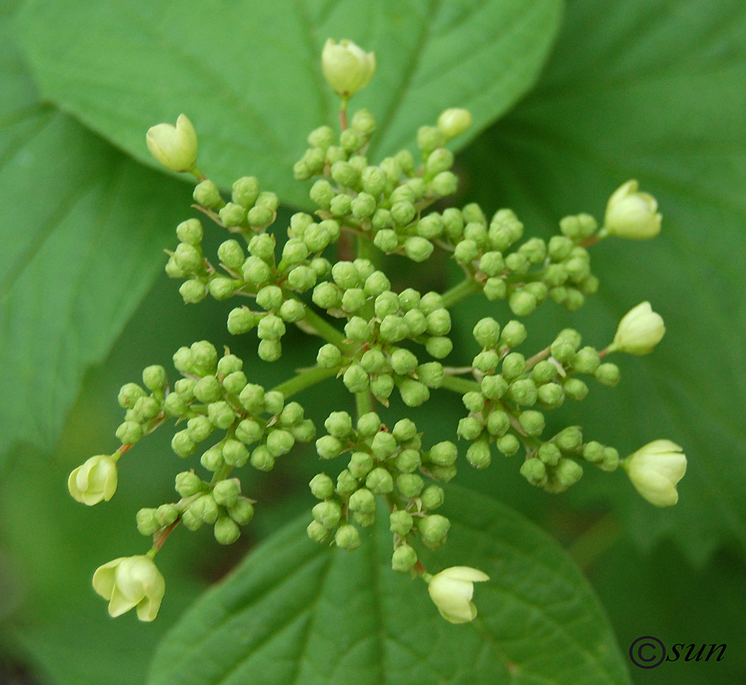 Изображение особи род Viburnum.