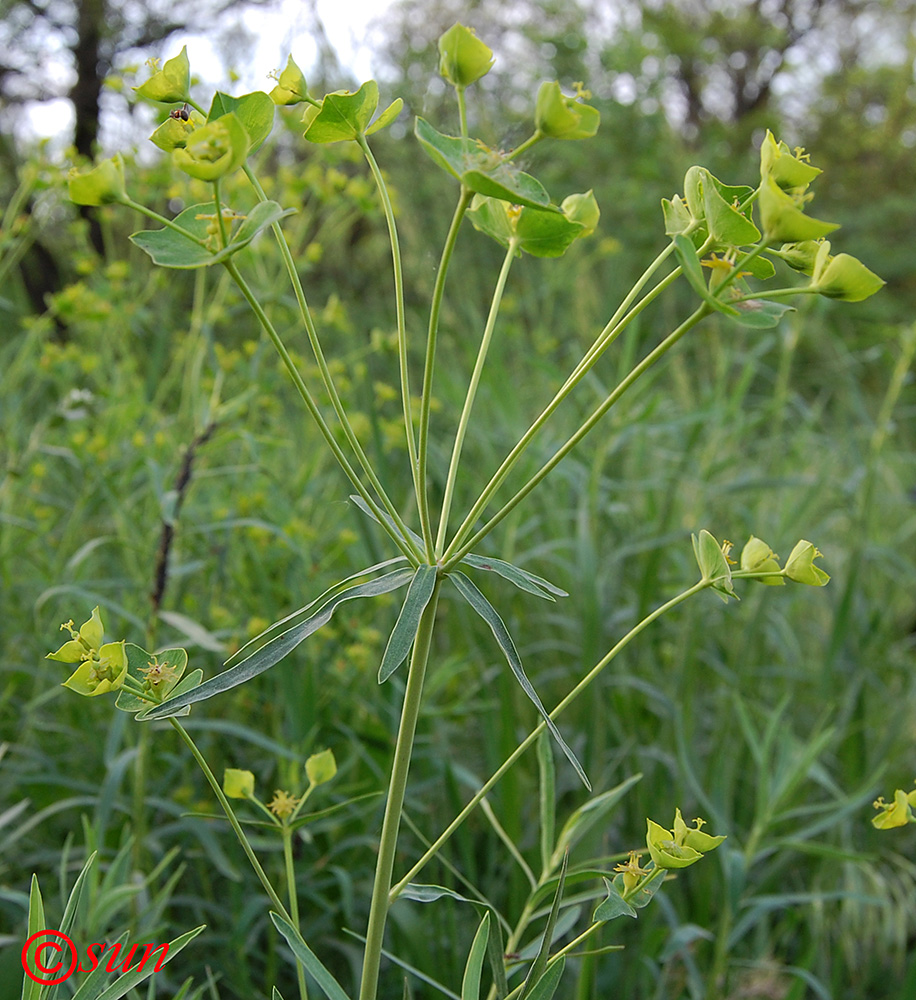 Image of Euphorbia kaleniczenkoi specimen.