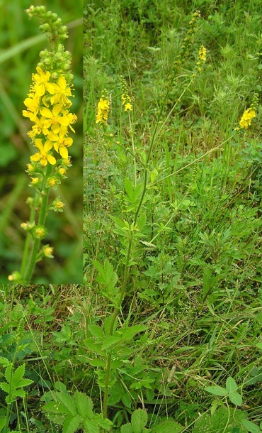 Image of Agrimonia viscidula specimen.