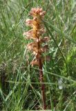 Orobanche pallidiflora. Цветущее растение. Словения, между дер. Sočerga и Dvori, остепнённый луг на вершине горы. 09.05.2014.