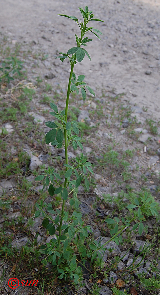 Изображение особи Melilotus officinalis.