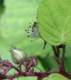 Rubus glandulosus. Фрагмент соцветия и листа. Словения, регион Нижняя Посавска, Краковский лес, пойменный дубняк. 12.05.2014.