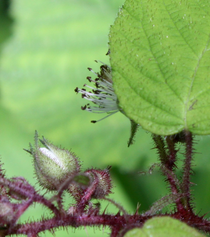 Image of Rubus glandulosus specimen.