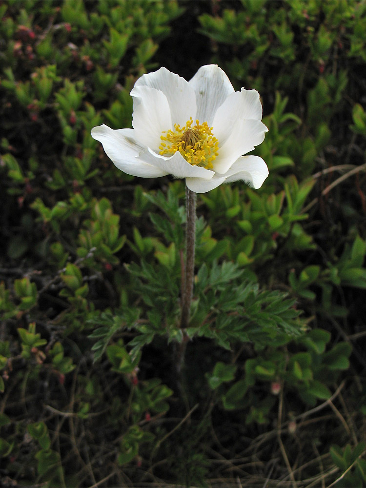 Image of Pulsatilla scherfelii specimen.