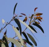 Eucalyptus perriniana. Ветви с молодыми побегами. Германия, г. Дюссельдорф, Ботанический сад университета. 02.06.2014.