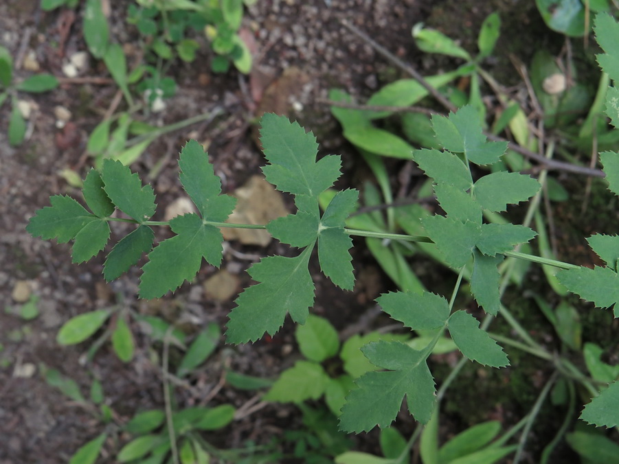 Image of Cervaria rivinii specimen.