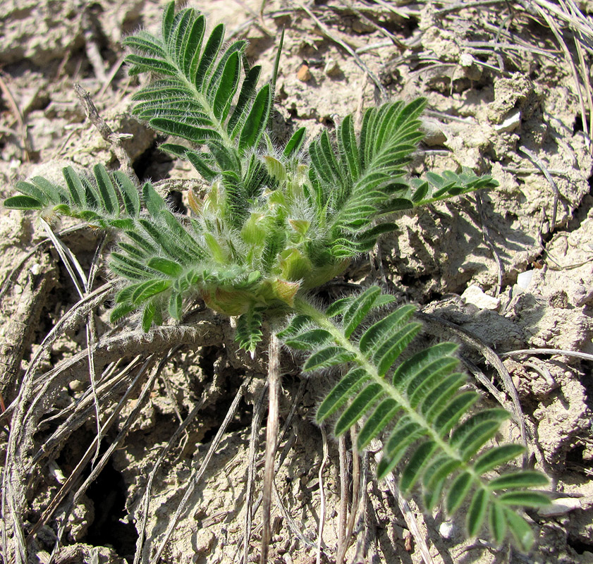 Image of Astragalus utriger specimen.