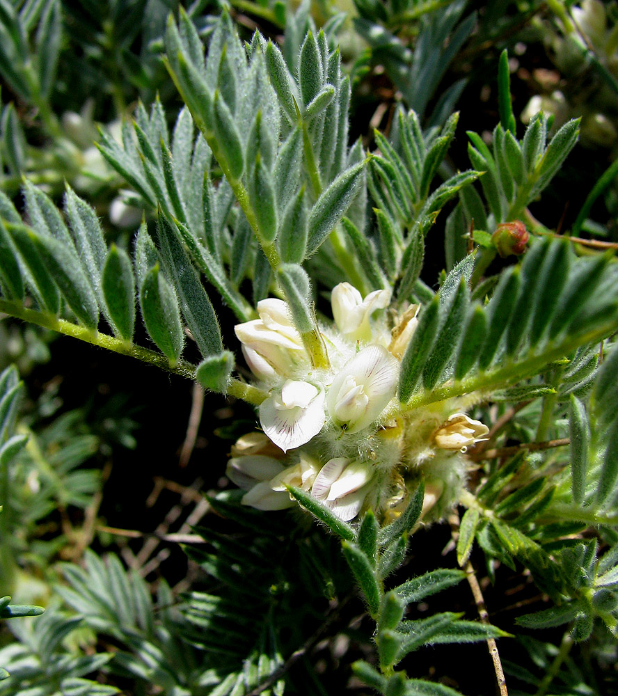 Image of Astragalus arnacanthoides specimen.