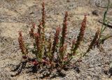Rumex bucephalophorus