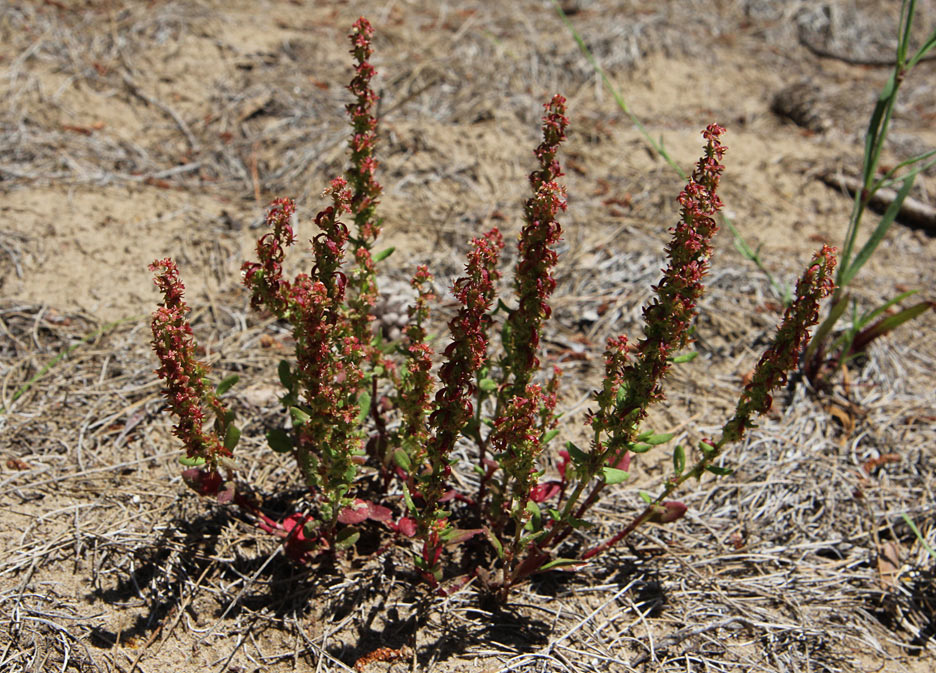 Изображение особи Rumex bucephalophorus.