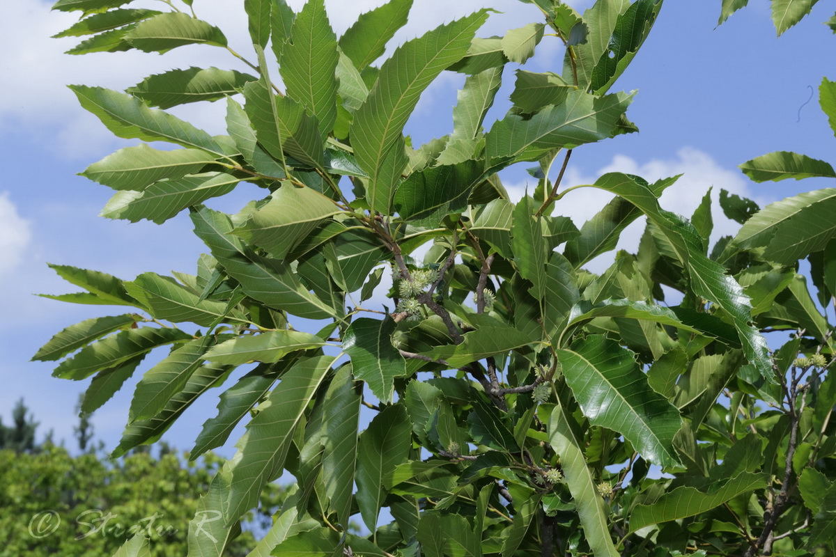 Изображение особи Quercus variabilis.