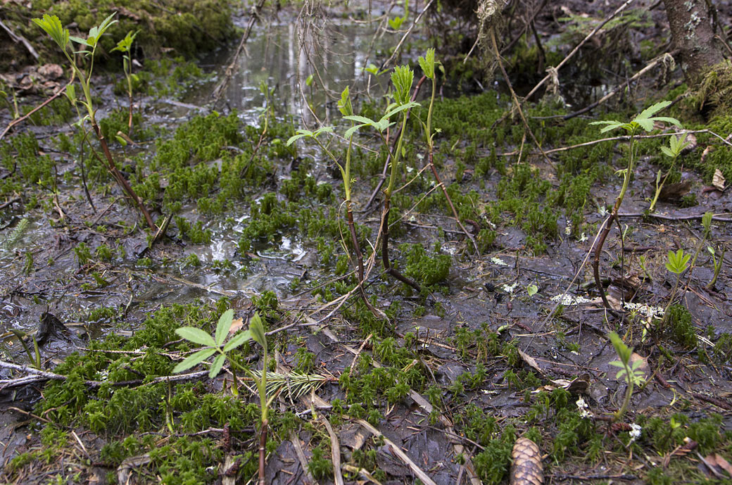 Image of Comarum palustre specimen.