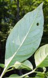 Atropa caucasica