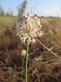 Allium savranicum