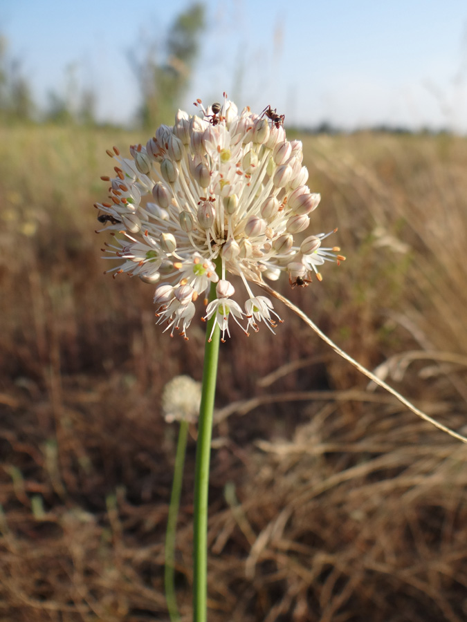 Image of Allium savranicum specimen.