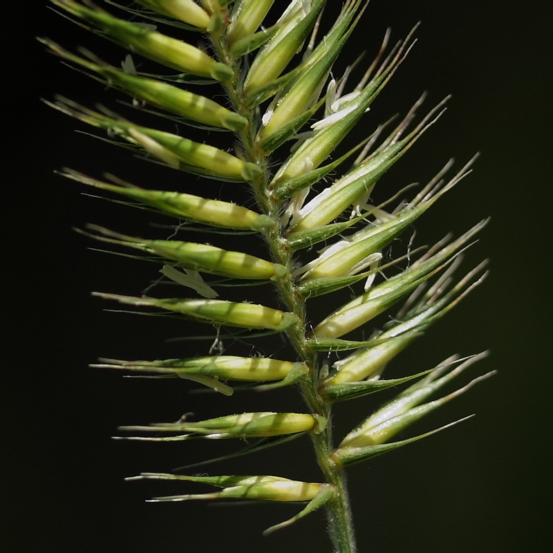 Изображение особи Agropyron pectinatum.