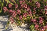 genus Thymus. Верхушки плодоносящих побегов. Черногория, нац. парк Ловчен. 18.07.2014.