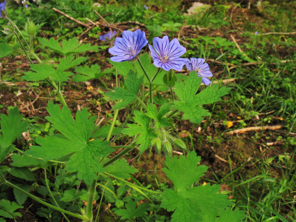 Image of Geranium bohemicum specimen.