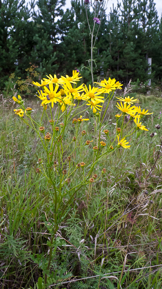Image of Senecio jacobaea specimen.