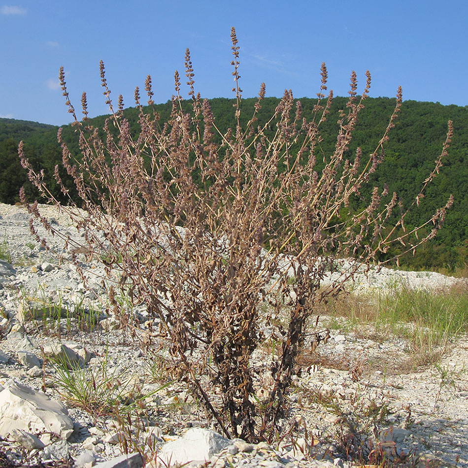 Изображение особи Nepeta grandiflora.