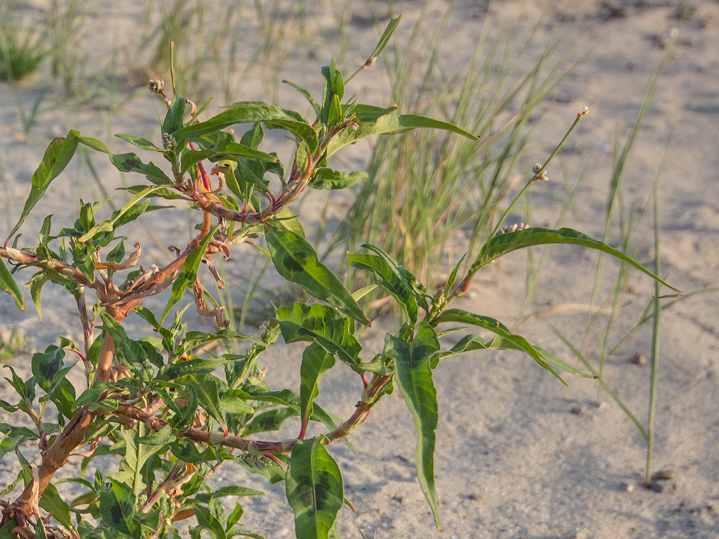 Изображение особи род Persicaria.