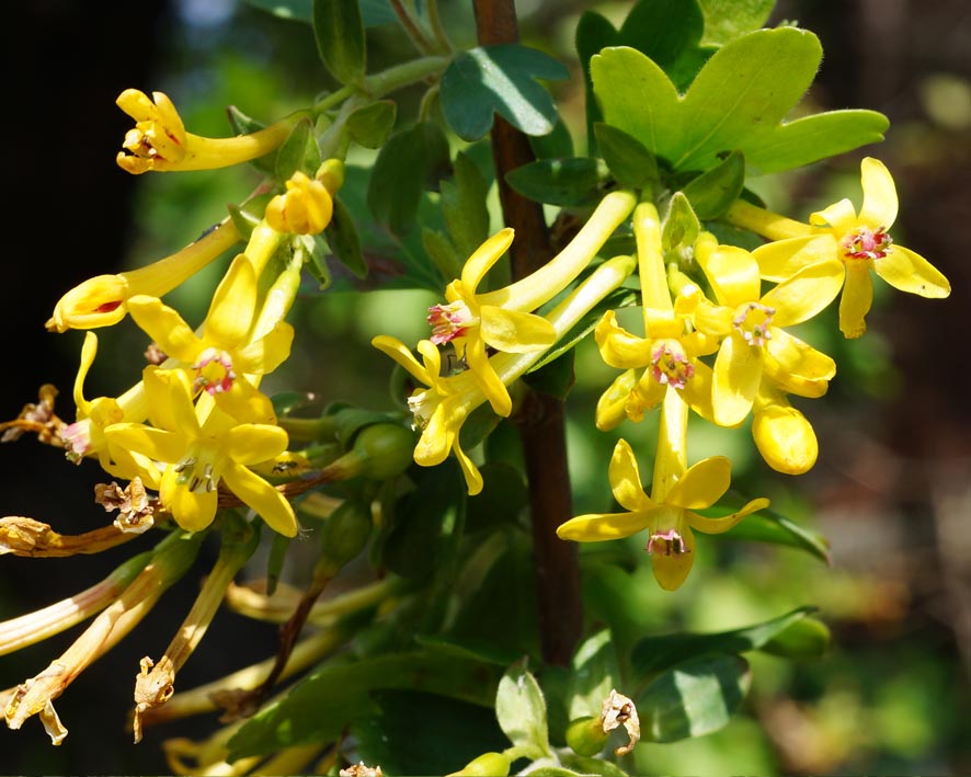 Изображение особи Ribes aureum.