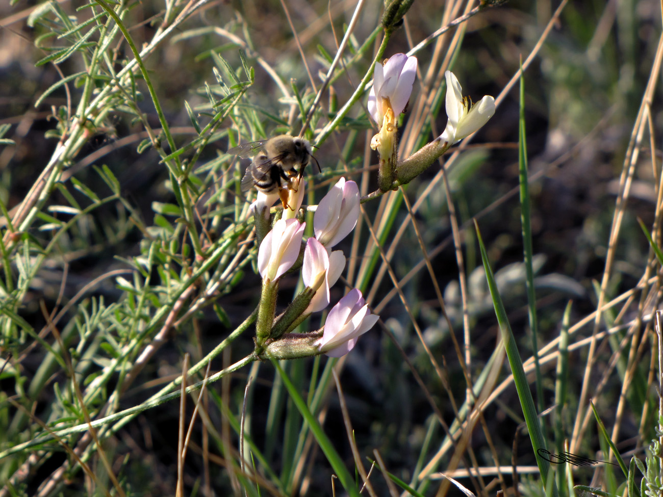 Изображение особи Astragalus stenoceras.