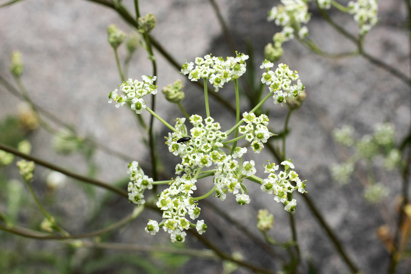 Изображение особи Aulacospermum turkestanicum.