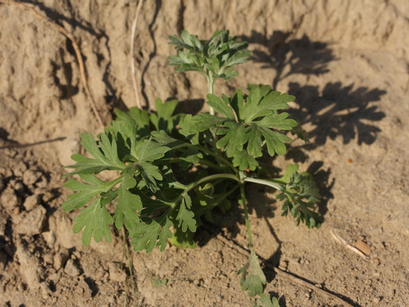 Image of Artemisia absinthium specimen.