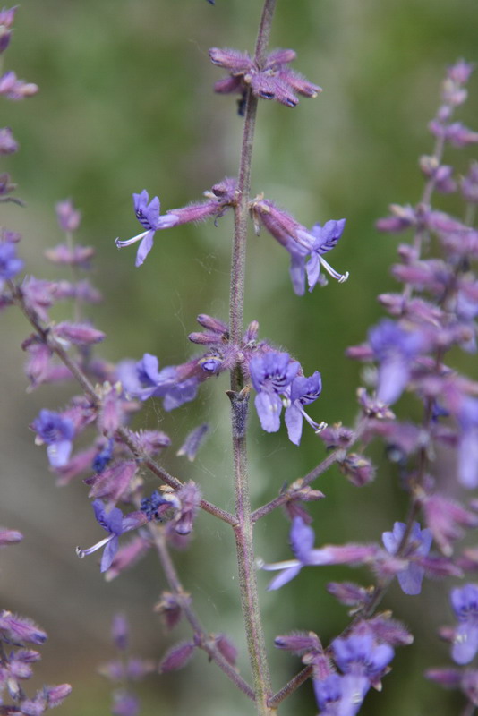 Image of Perovskia scrophulariifolia specimen.