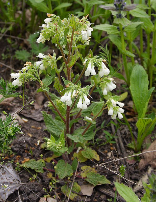 Image of Symphytum tauricum specimen.