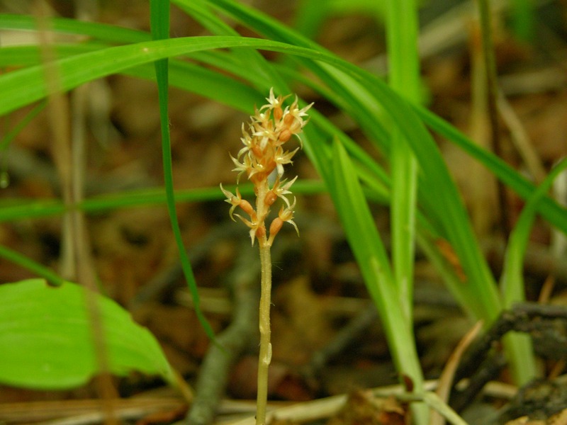 Image of Neottia asiatica specimen.