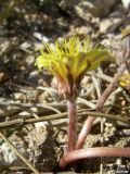 Taraxacum hybernum