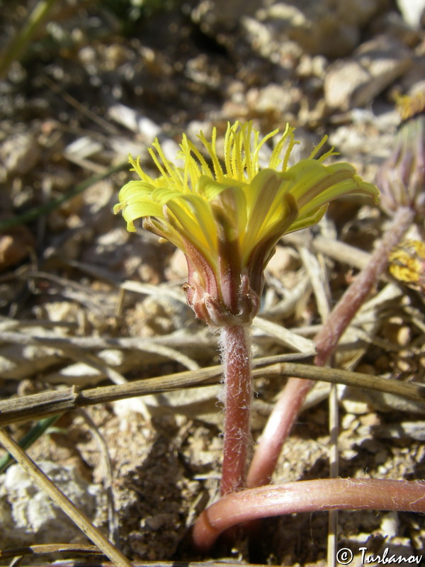 Изображение особи Taraxacum hybernum.