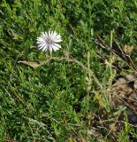Lactuca tatarica